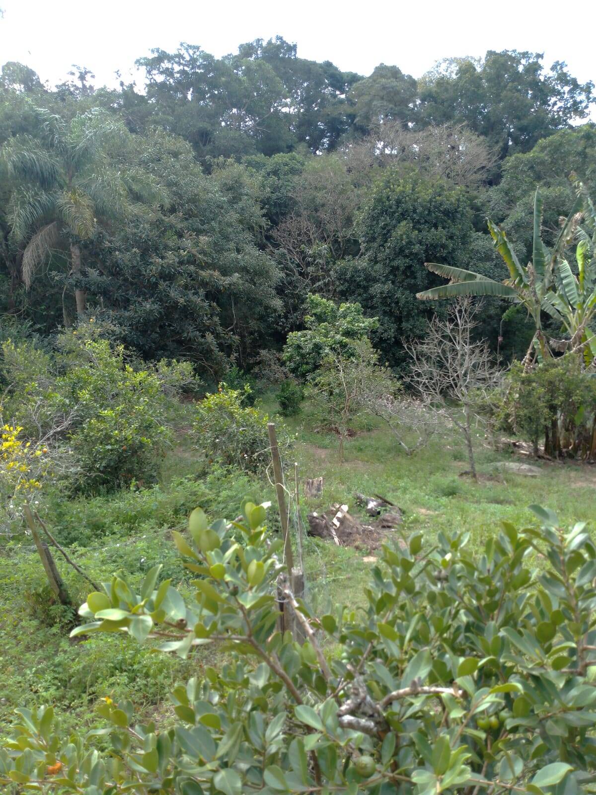 Chácara à venda com 2 quartos, 2000m² - Foto 11