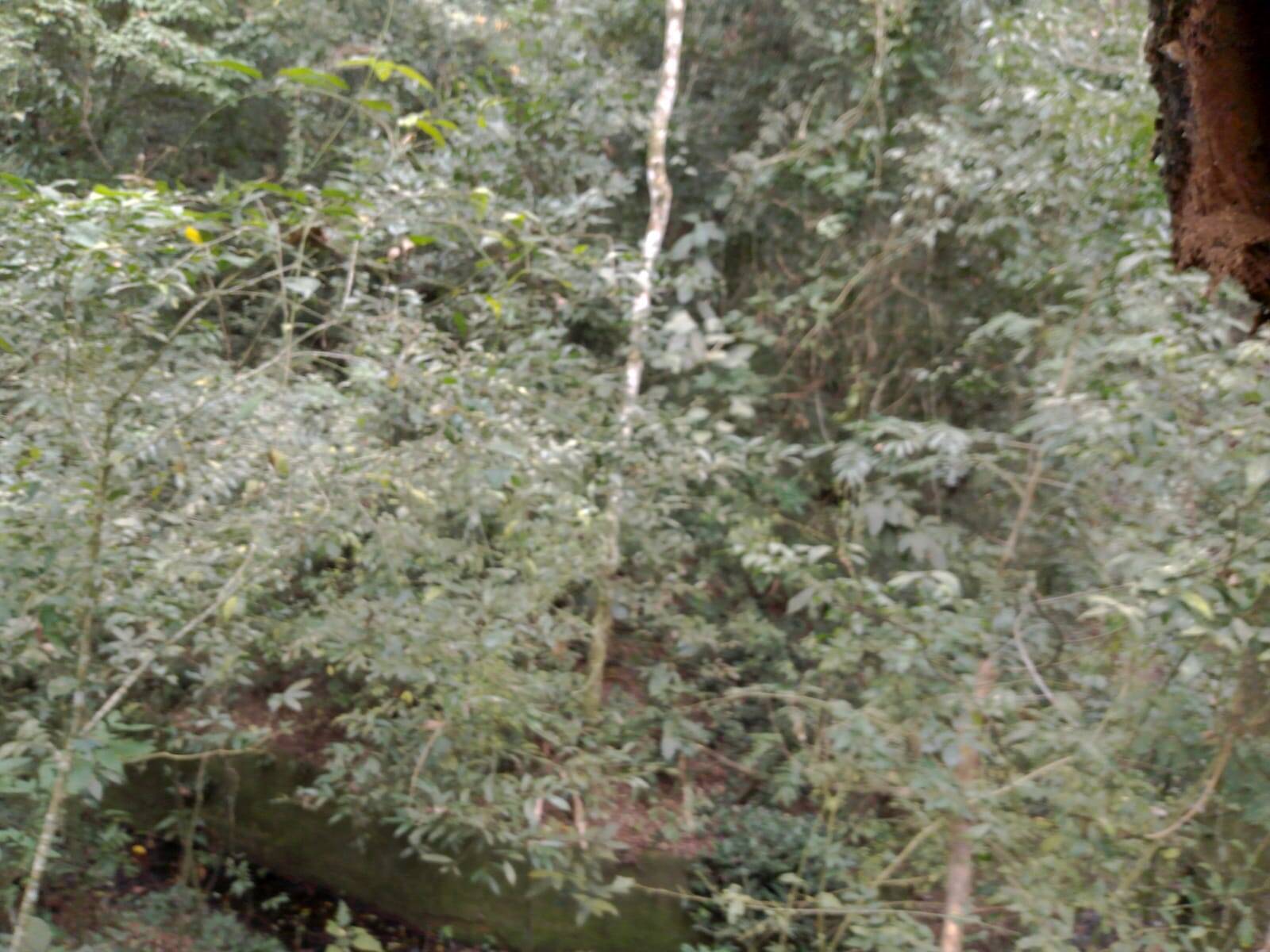 Chácara à venda com 2 quartos, 2000m² - Foto 17