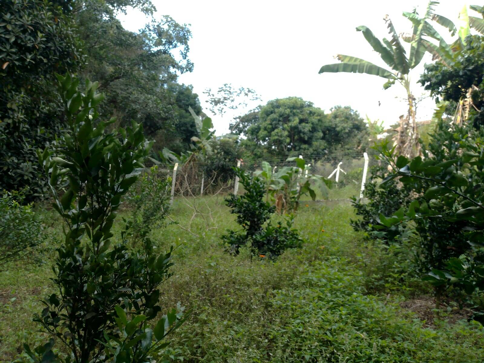Chácara à venda com 2 quartos, 2000m² - Foto 16