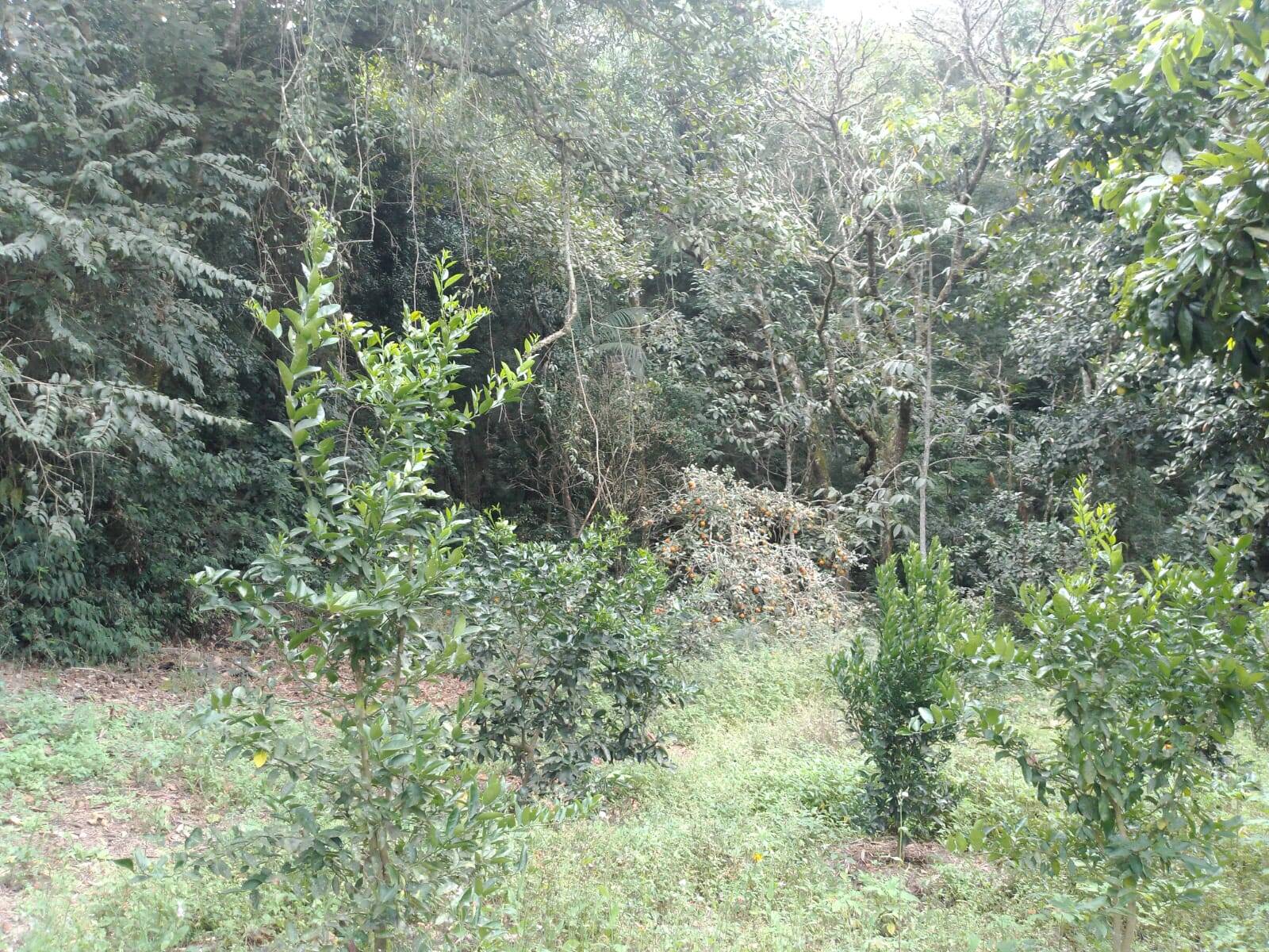 Chácara à venda com 2 quartos, 2000m² - Foto 18