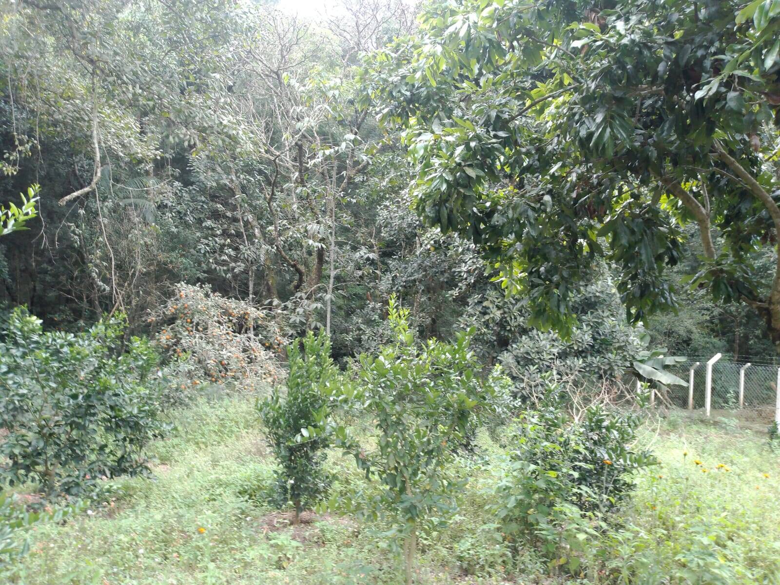 Chácara à venda com 2 quartos, 2000m² - Foto 19